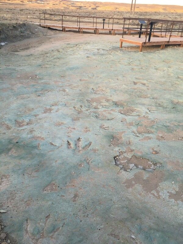 An image of the dinosaur footprints across the Mill Canyon site in Moab, Utah. The photo shows a wooden boardwalk where visitors could view the prints without disturbing them.