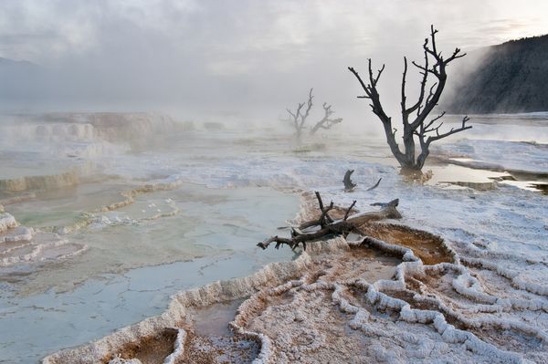 Steam from Mammoth Hot Springs in Yellowstone National Park drifts past the twisted forms of dead trees. thumbnail