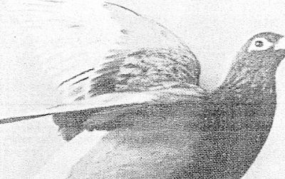 The British pigeon known as Crisp VC brought back news of the sinking of an armed trawler by a German U boat and the heroic death of her captain, Thomas Crisp, who was posthumously awarded the Victoria Cross.