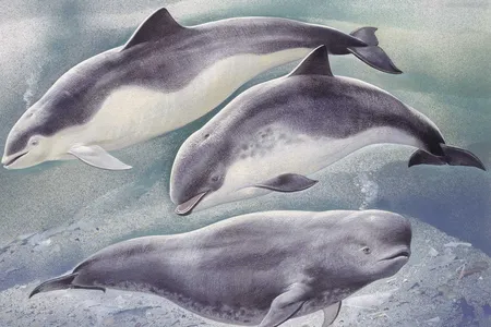 An illustration of a harbor porpoise (middle) swimming with two other porpoises.&nbsp;Analyzing harbor porpoises&rsquo; echolocation clicks gave scientists a way to measure how closely they approach tidal power turbines.&nbsp;