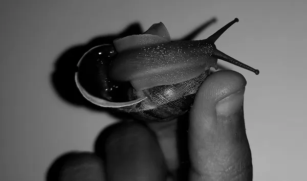 Fragile worlds thumbnail