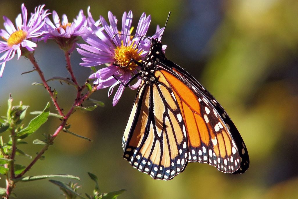 Monarch on flower
