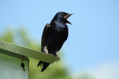 In the eastern part of North America, purple martins rarely use natural nest cavities. Instead, they rely on artificial “condominiums” and groups of plastic gourds hung by bird enthusiasts.