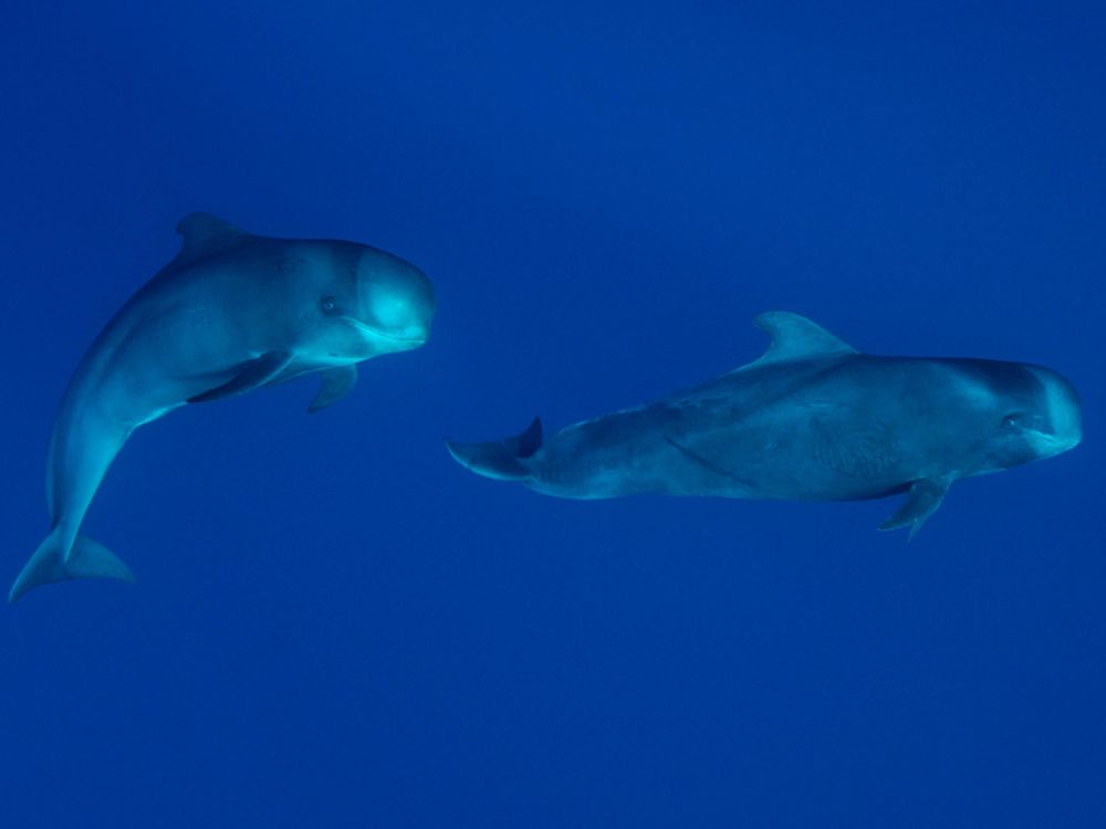 Sperm Whales