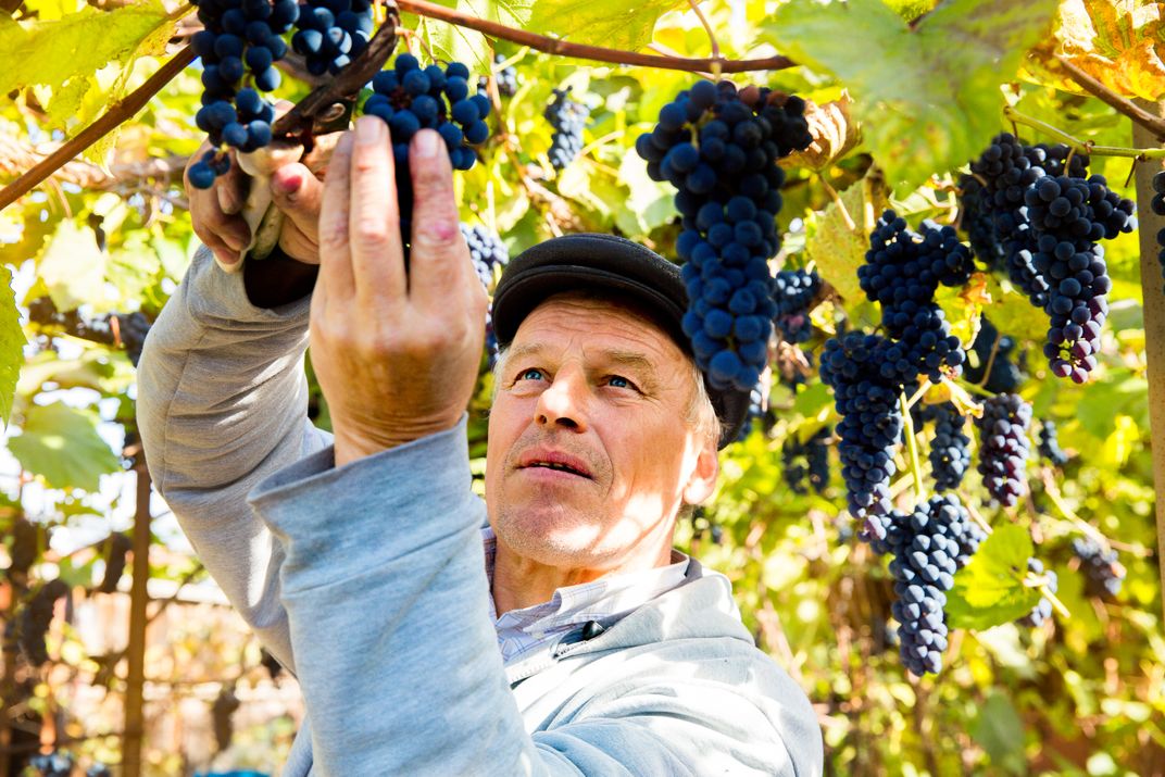 Grape harvest in Beaujolais. Credit: AMA Waterways
