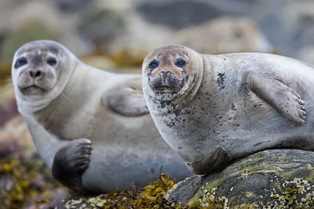 Researchers say photo recognition could help scientists learn more about how seals move around.