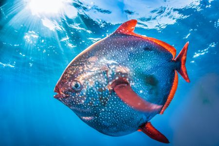 Opah caught off the coast of Hawaii can weigh 200 pounds.
