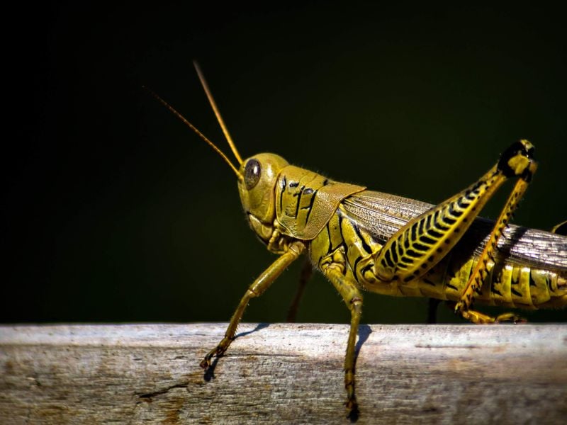 Small World - Grasshopper | Smithsonian Photo Contest | Smithsonian ...