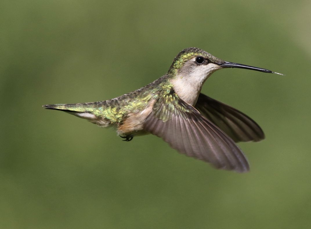 Hummingbird In Flight Smithsonian Photo Contest Smithsonian Magazine 