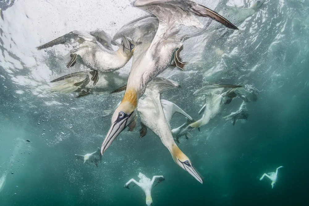 Northern Gannets