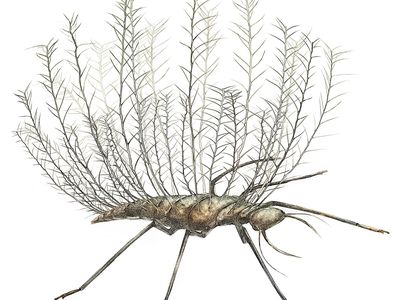 A reconstruction of naked chrysopoid larva with "dorsal basket."