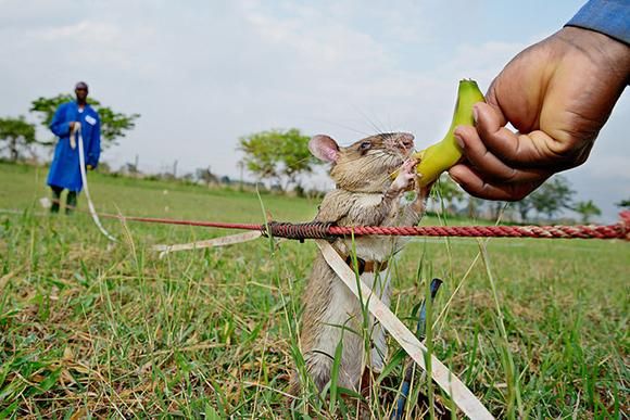 Giant Pouched Rat