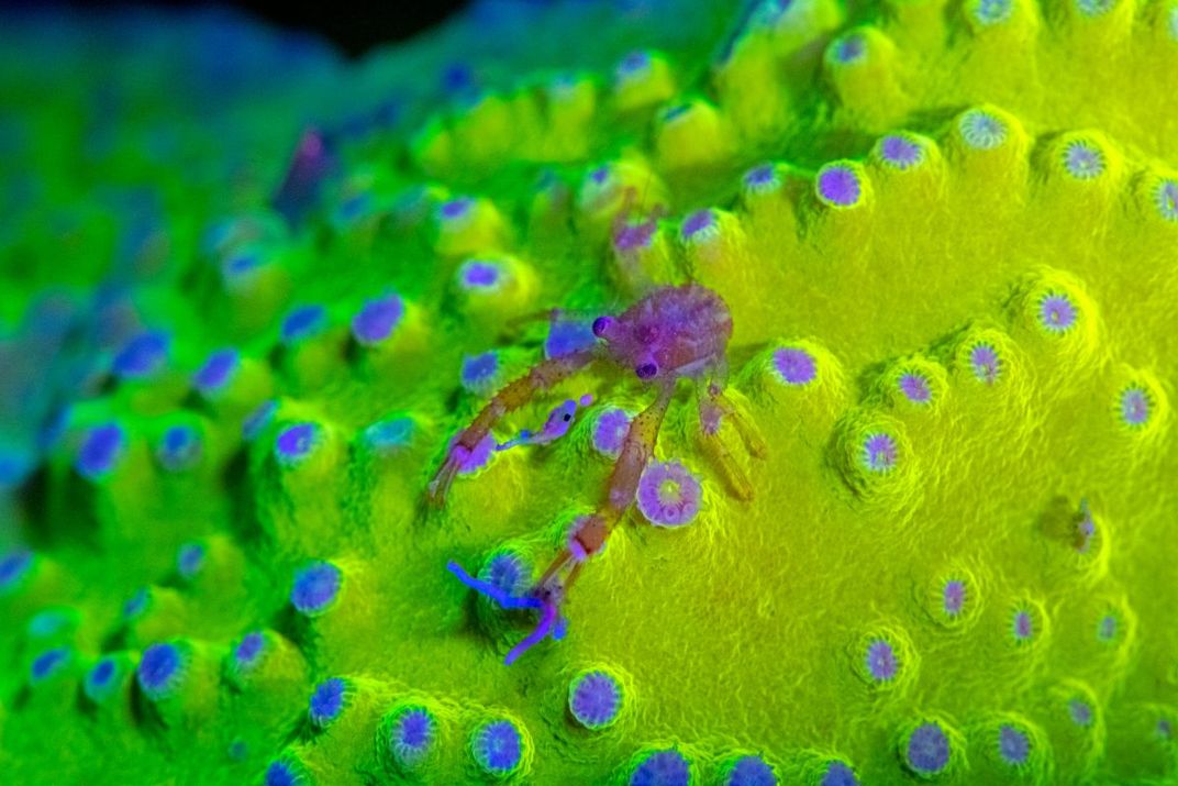 Squat Lobster