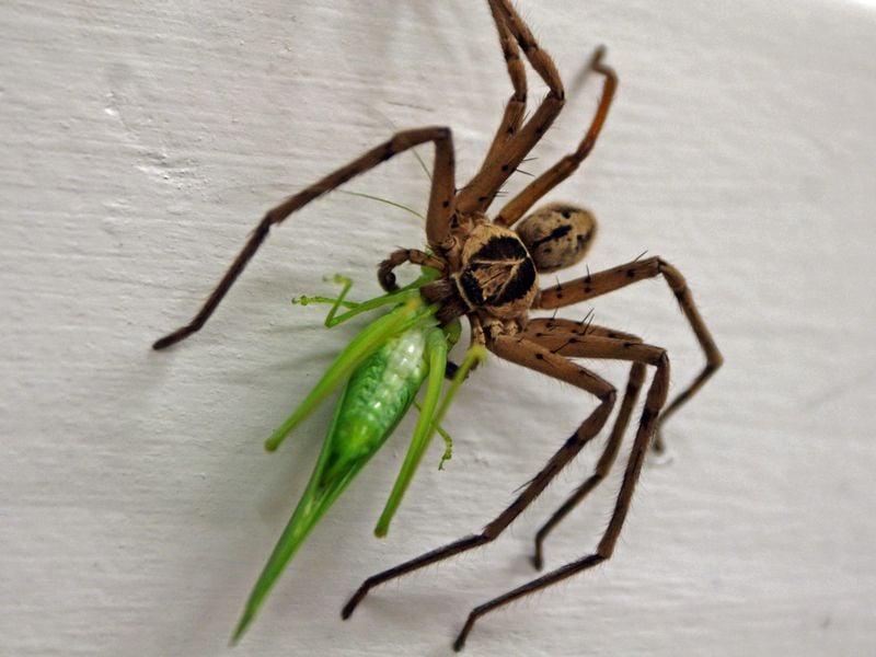 A cane spider eats a grasshopper. | Smithsonian Photo Contest ...