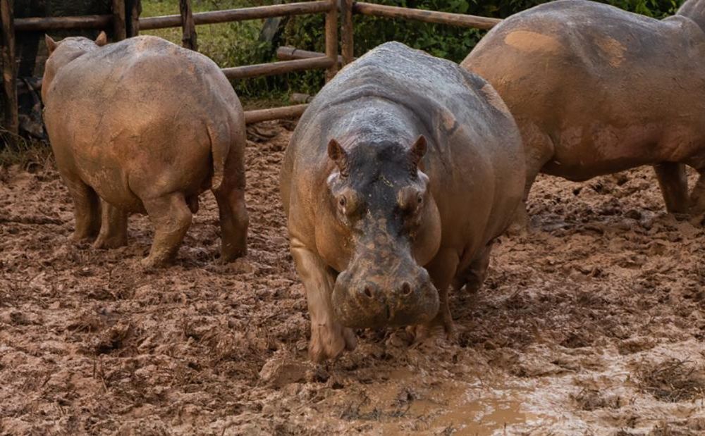 Cocaine Hippos