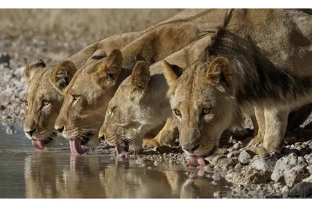 Four lionesses enjoy a drink at a watering hole after a recent rain.