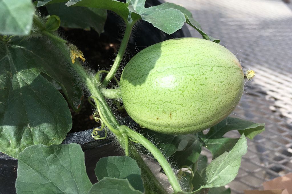 Kordofan melon