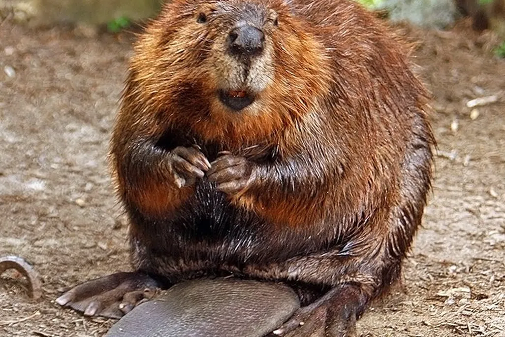 a beaver