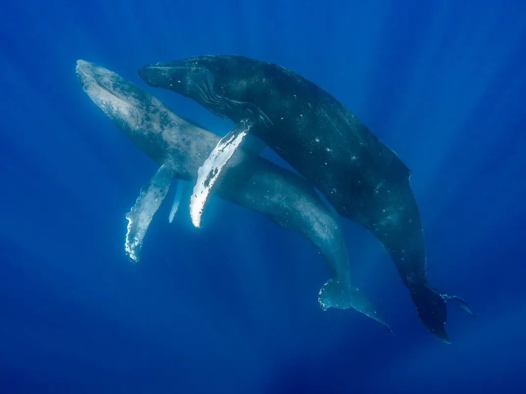 Two humpback whales copulating underwater