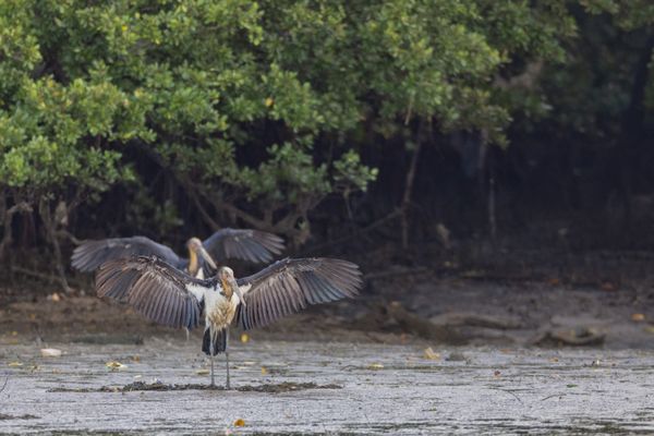 Lesser Adjutant in a display that seems like for courtship against mangrove habitat thumbnail