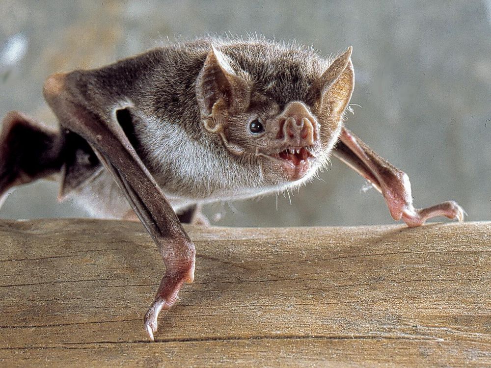 BAT