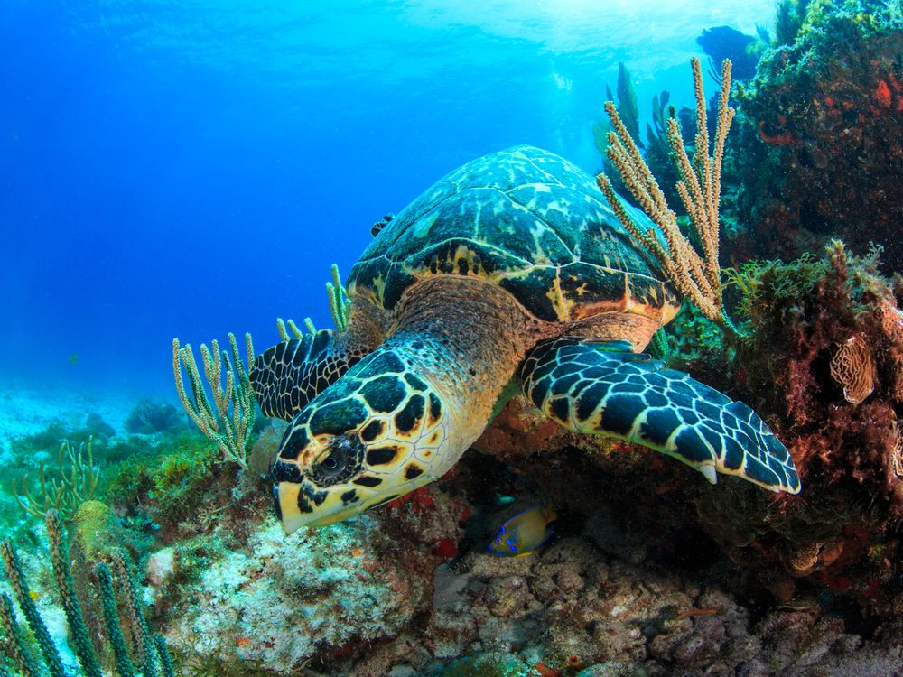 sea turtle