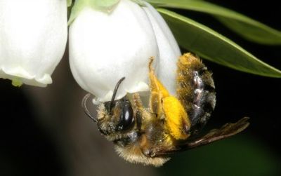 Wild bees, such as this Andrena bee visiting highbush blueberry flowers, provide crucial pollination services to crops across the globe.