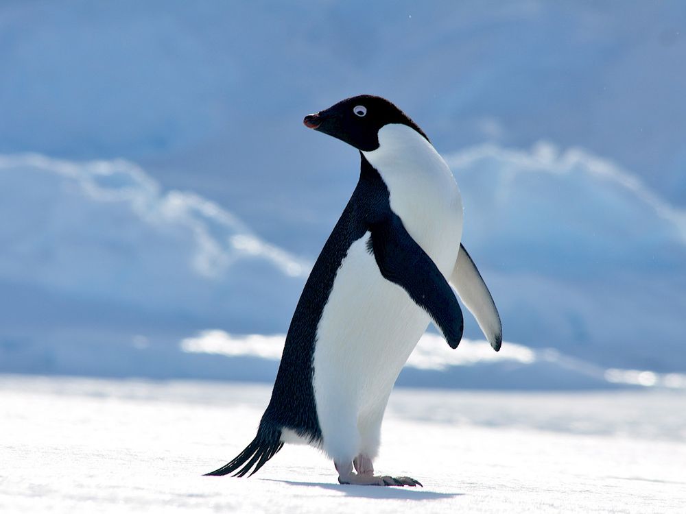 Adélie penguin