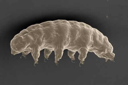 Ramazzottius varieornatus, the tardigrade examined in the study
