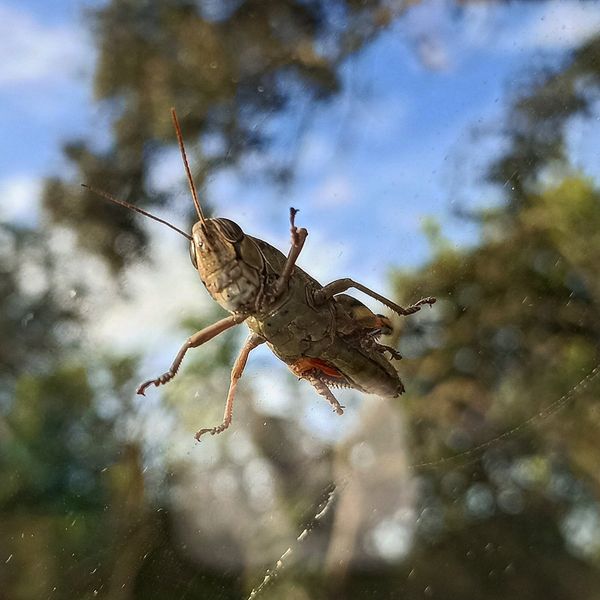 Grasshoppers on top of car window. thumbnail