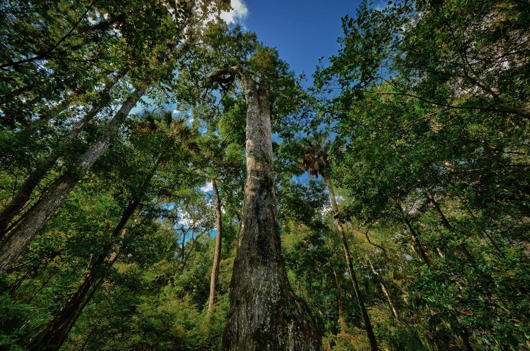 The Race to Save the World's Great Trees By Cloning Them