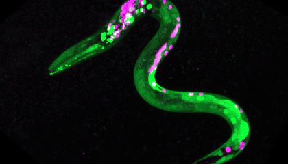 Tiny Worms Get the Munchies, Too