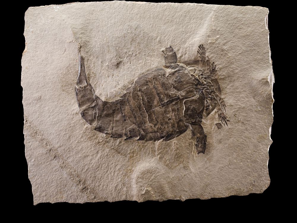 A fossil