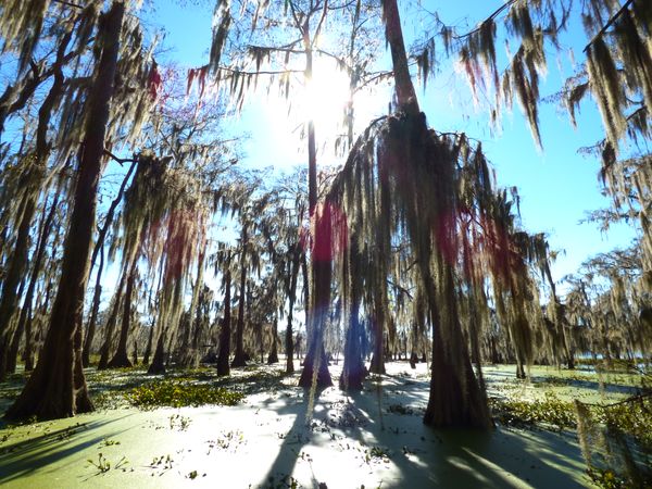 Louisiana Cypress thumbnail