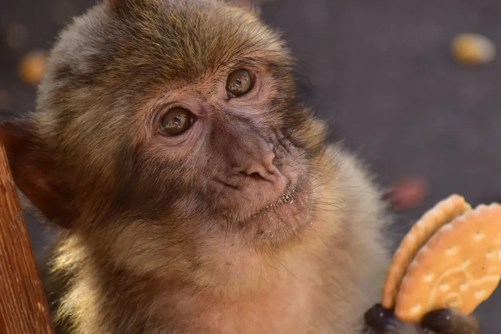 Closeup of a monkey holding a British biscuit