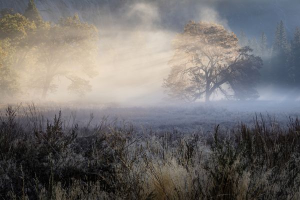 Sunrise passing through an elm tree in Cook's Meadow at Yosemite thumbnail