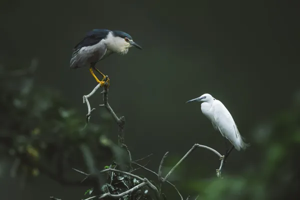 Night heron and white egret thumbnail