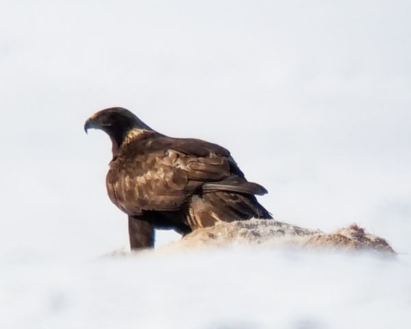 Golden Eagle on Elk Carcass thumbnail