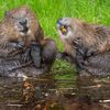 See the Hilarious Animal Shenanigans Captured in Photos and Videos Shortlisted for the 2026 Nikon Comedy Wildlife Awards icon