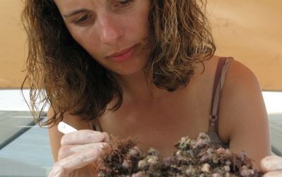 Laetitia Plaisance searches for crustaceans in a piece of dead coral.
