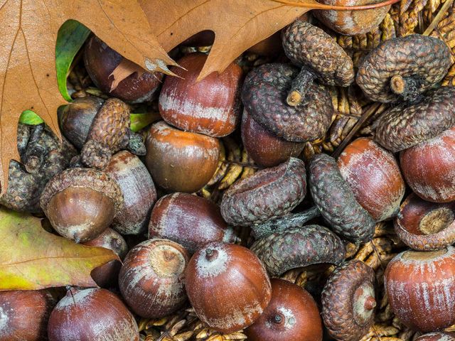Acorns cover the forest floor.