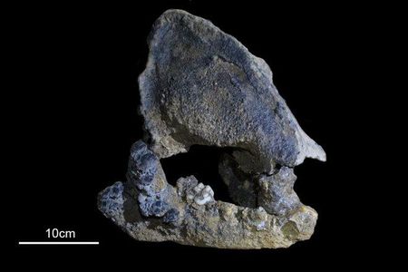DNA from this panda skull, found in Cizhutuo cave in southern China, is the oldest panda DNA ever sequenced.