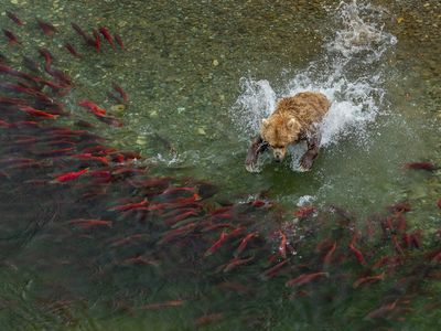 A brown bear launches into a river in Katmai National Park to try and catch one of the many sockeye salmon spawning in large numbers.