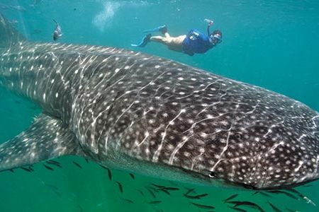Weighing up to several tons, whale sharks are also notable for their markings. Each pattern of spots is unique and scientists identify individual fish using computer programs first developed to study star constellations.