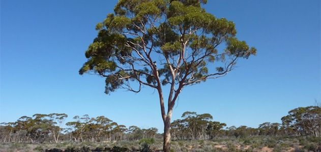 Surprising-Science-Eucalyptus-trees