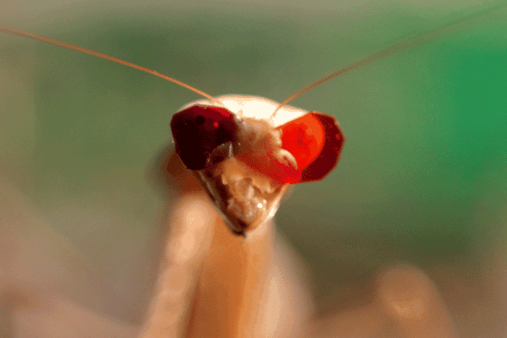 Mantis Vision
