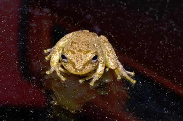 frog nebula thumbnail