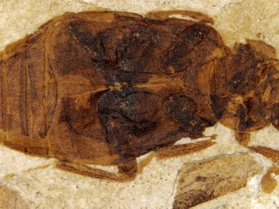 A carrion beetle fossil from the Cretaceous period. 