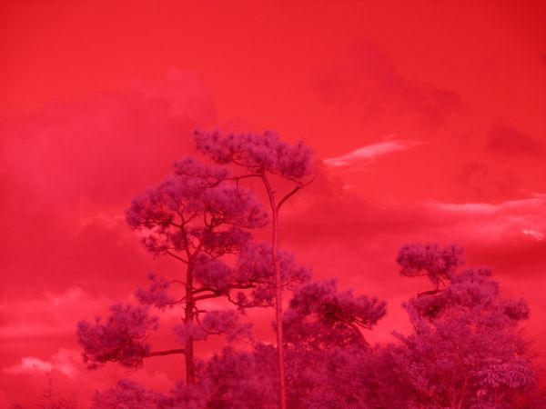 Infrared Landscape thumbnail