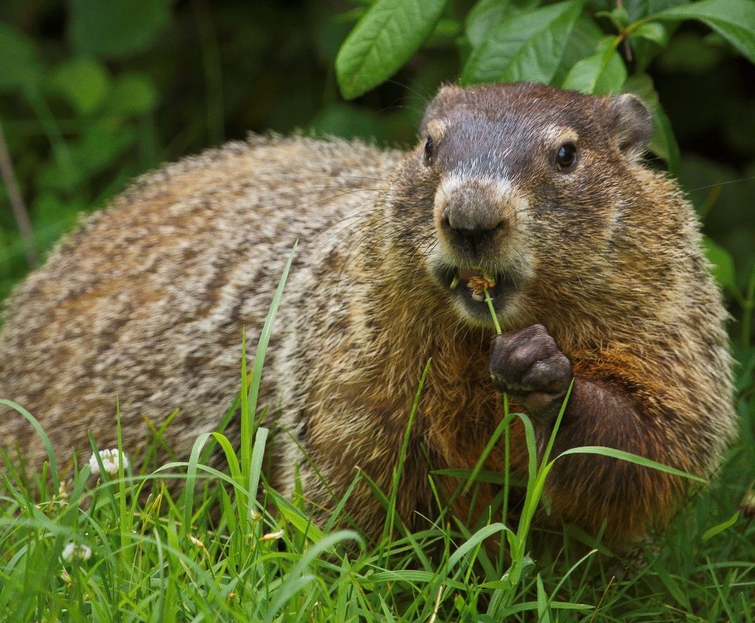 How Five Hibernators Chill Out During Winter Smithsonian Voices